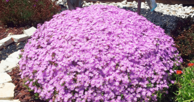 עיצוב וריצוף גינות נוי