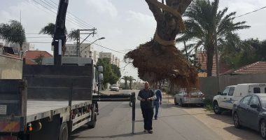 עיצוב גינות