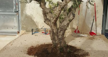 עיצוב גינות נוי