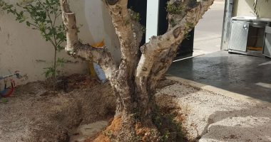 עיצוב גינת נוי