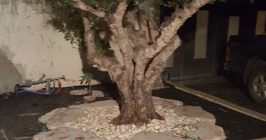 ריצוף גינות